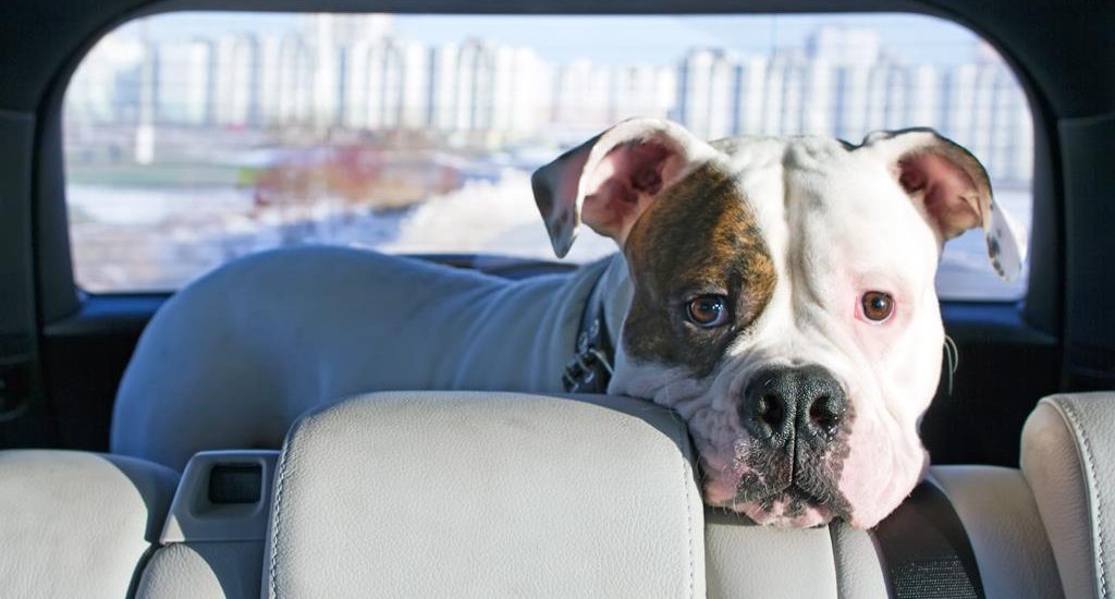 Viajes en vehículo con animales
