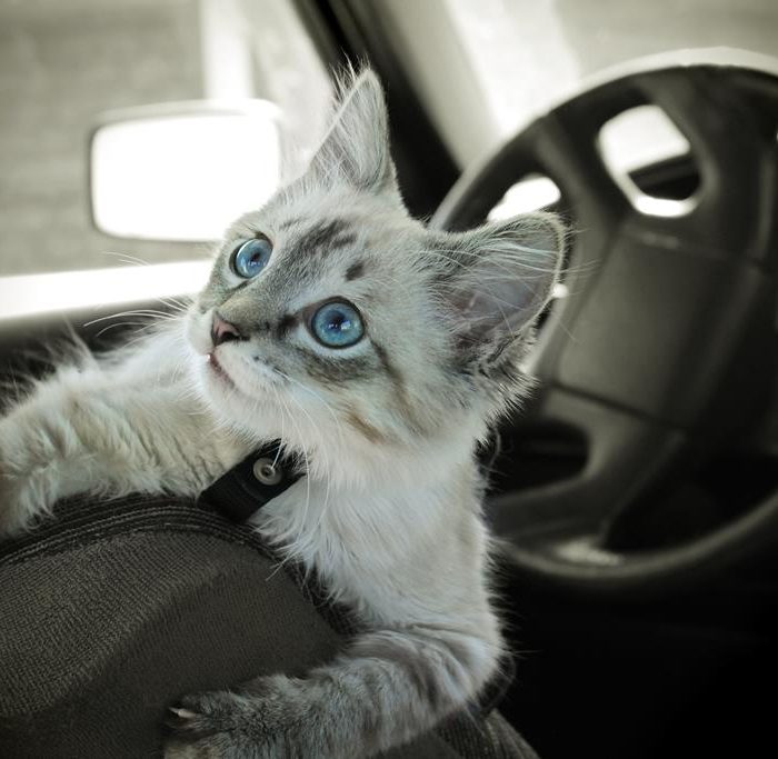 Car-Traveling Cats