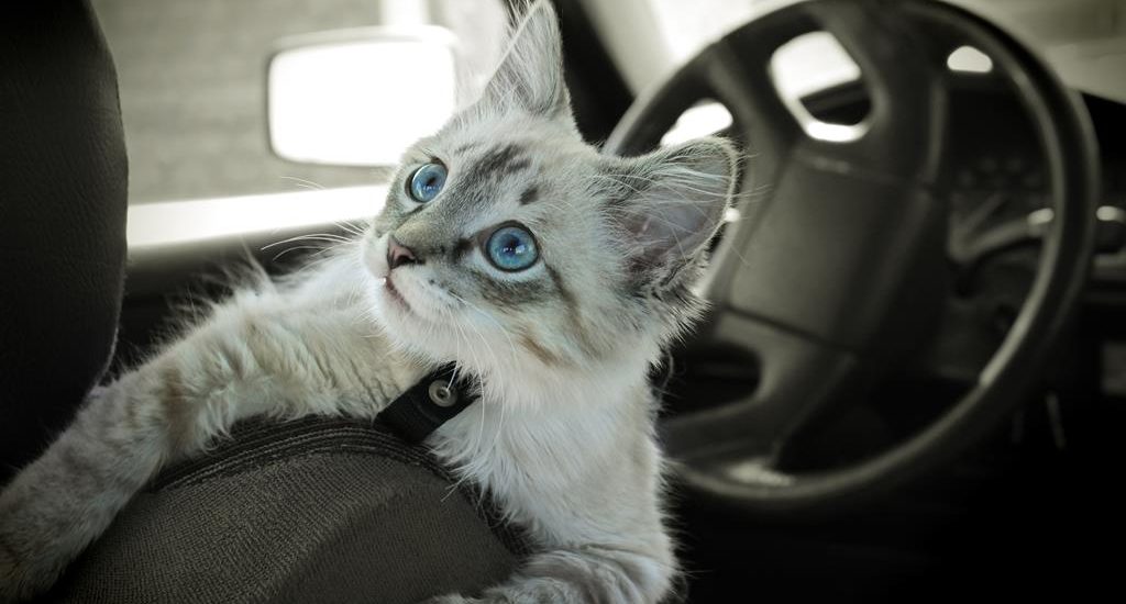 Gatos que viajan en vehículo