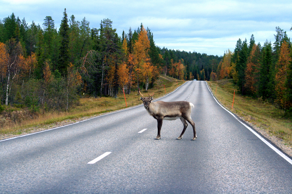 Олень дорожный. Финляндия трасса. Дороги в Финляндии. Олень на дороге. Олени в Финляндии на дороге.