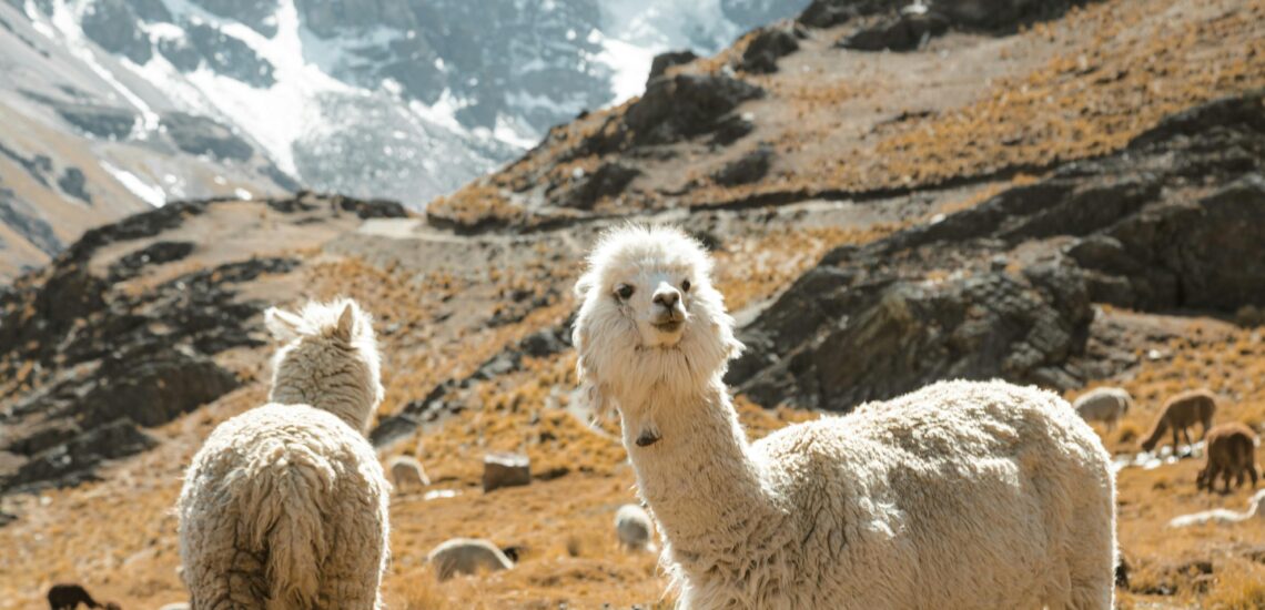 Bestu staðir til að heimsækja í Bólivíu