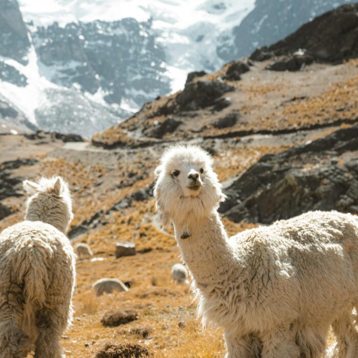 Những Điểm Đến Tuyệt Vời Nhất ở Bolivia