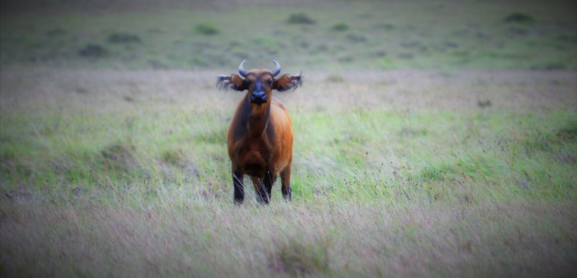 Nejlepší místa k návštěvě v Gabonu