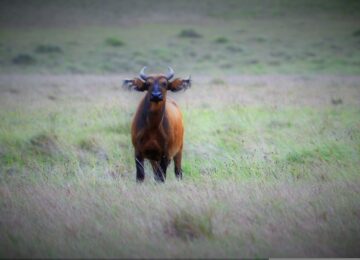 Best Places to Visit in Gabon