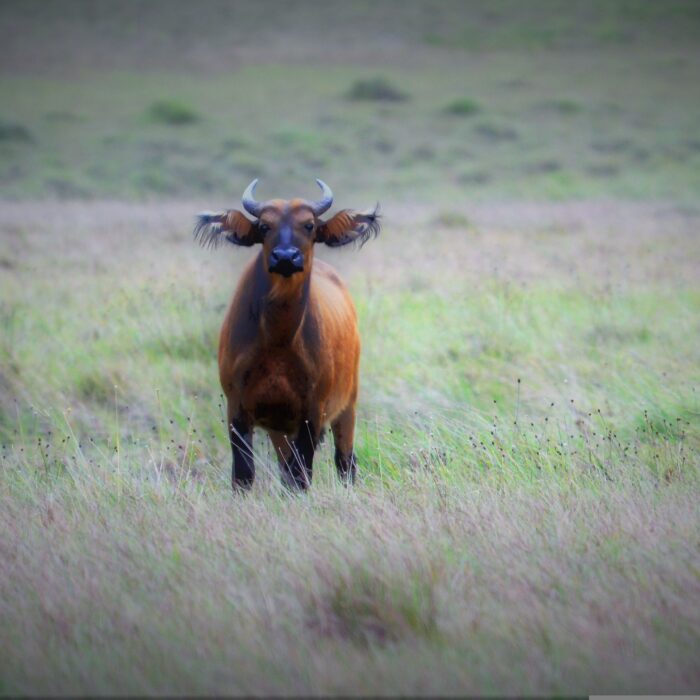 Gabon'da Gezilecek En İyi Yerler