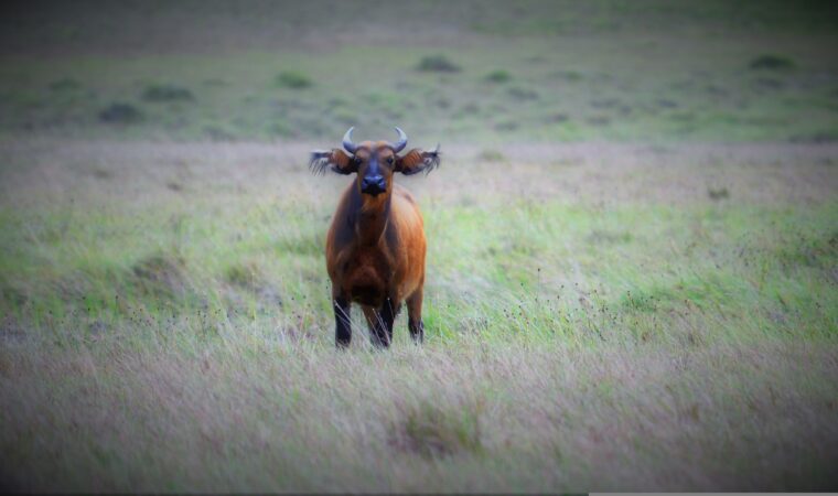 Millors llocs per visitar al Gabon