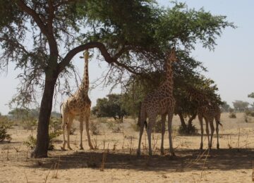 नाइजर में घूमने के लिए सर्वोत्तम स्थान