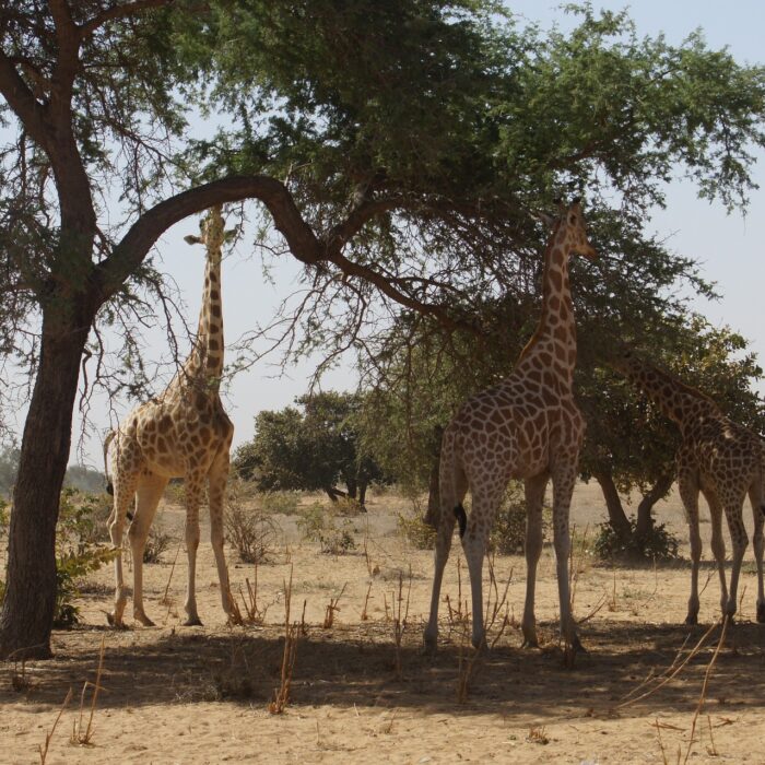 Best Places to Visit in Niger