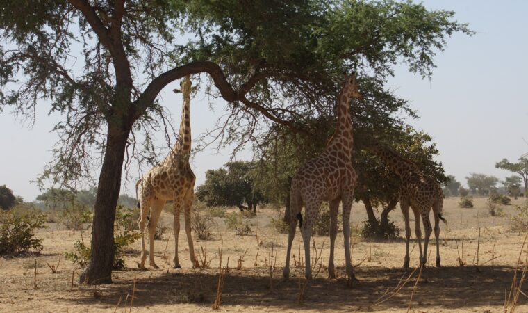 Tempat Terbaik untuk Dilawati di Niger