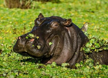 Melhores Lugares para Visitar na República Democrática do Congo