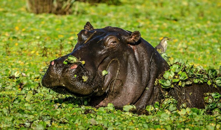 Best Places to Visit in the Democratic Republic of the Congo