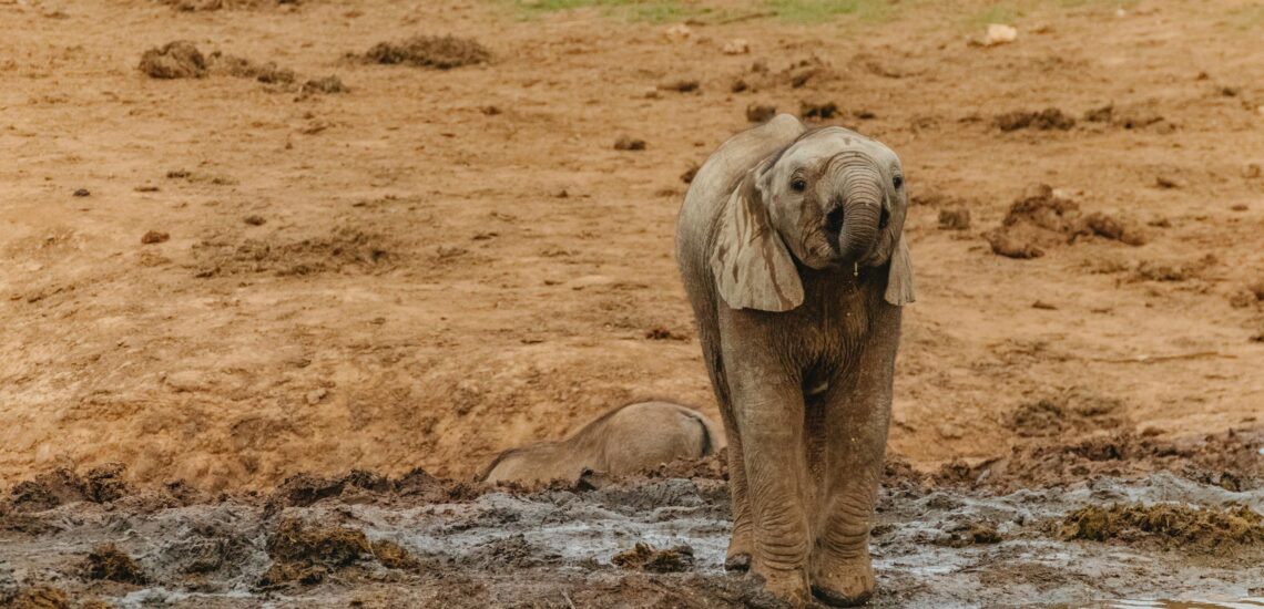 Best Places to Visit in Central African Republic