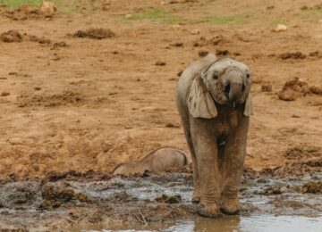 Найкращі місця для відвідування в Центральноафриканській Республіці