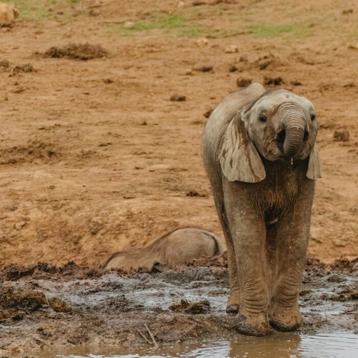 মধ্য আফ্রিকান প্রজাতন্ত্রে ভ্রমণের সেরা স্থান