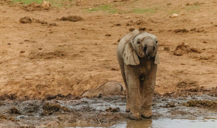 Best Places to Visit in Central African Republic