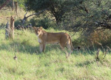 Meilleurs endroits à visiter au Zimbabwe
