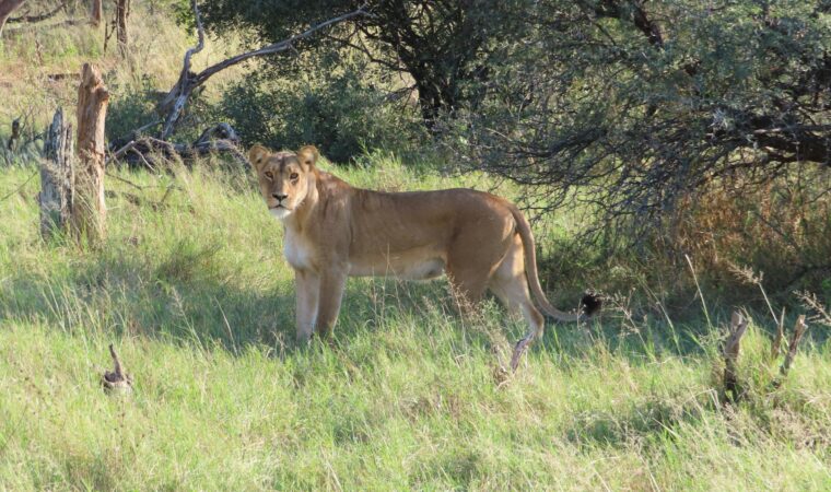 De beste stedene å besøke i Zimbabwe
