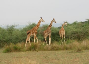 Best Places to Visit in Uganda