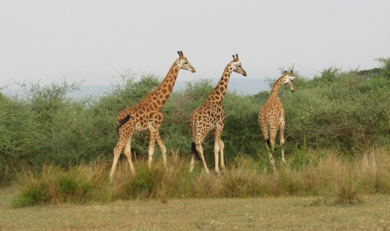 Nejlepší místa k navštívení v Ugandě