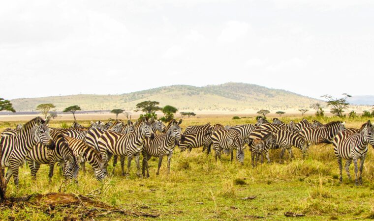 Best Places to Visit in Tanzania