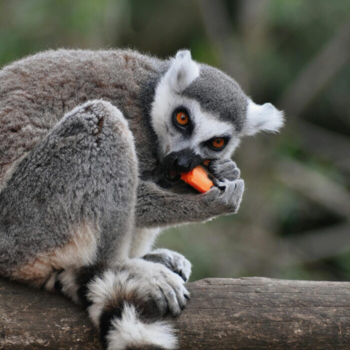 Մադագասկարում այցելելու լավագույն վայրերը