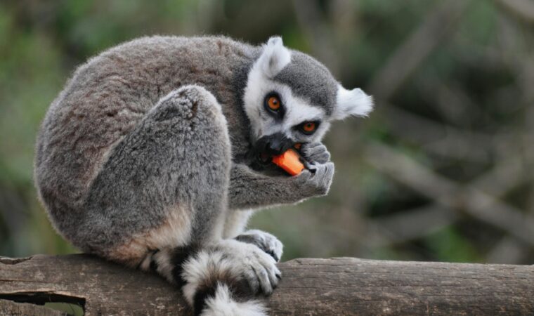 په مداګاسکر کې د لیدلو غوره ځایونه